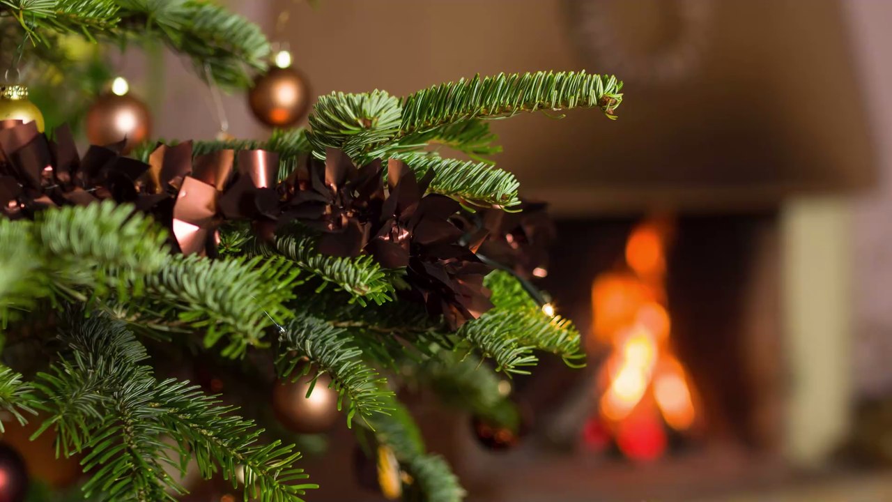 How to make your Christmas tree last longer video Dailymotion