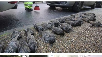 200 birds drop dead from the skies