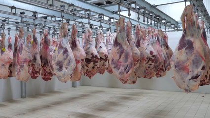 Download Video: Spain’s ham sniffers prepare for a hectic season, sniffing 800 hams daily