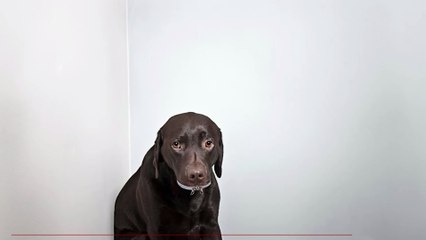 Wales to toughen jail sentences on animal abusers