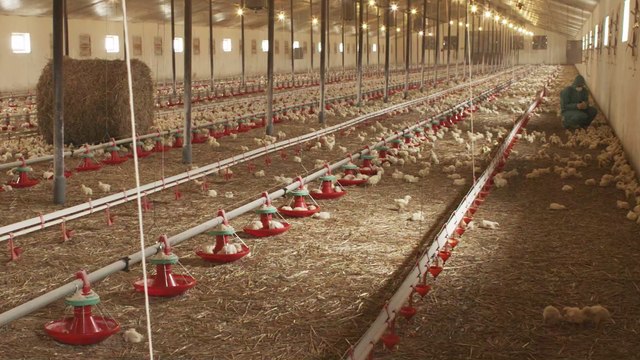 Frozen chicken products have been recalled due to salmonella