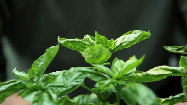 How to properly care for your basil plant