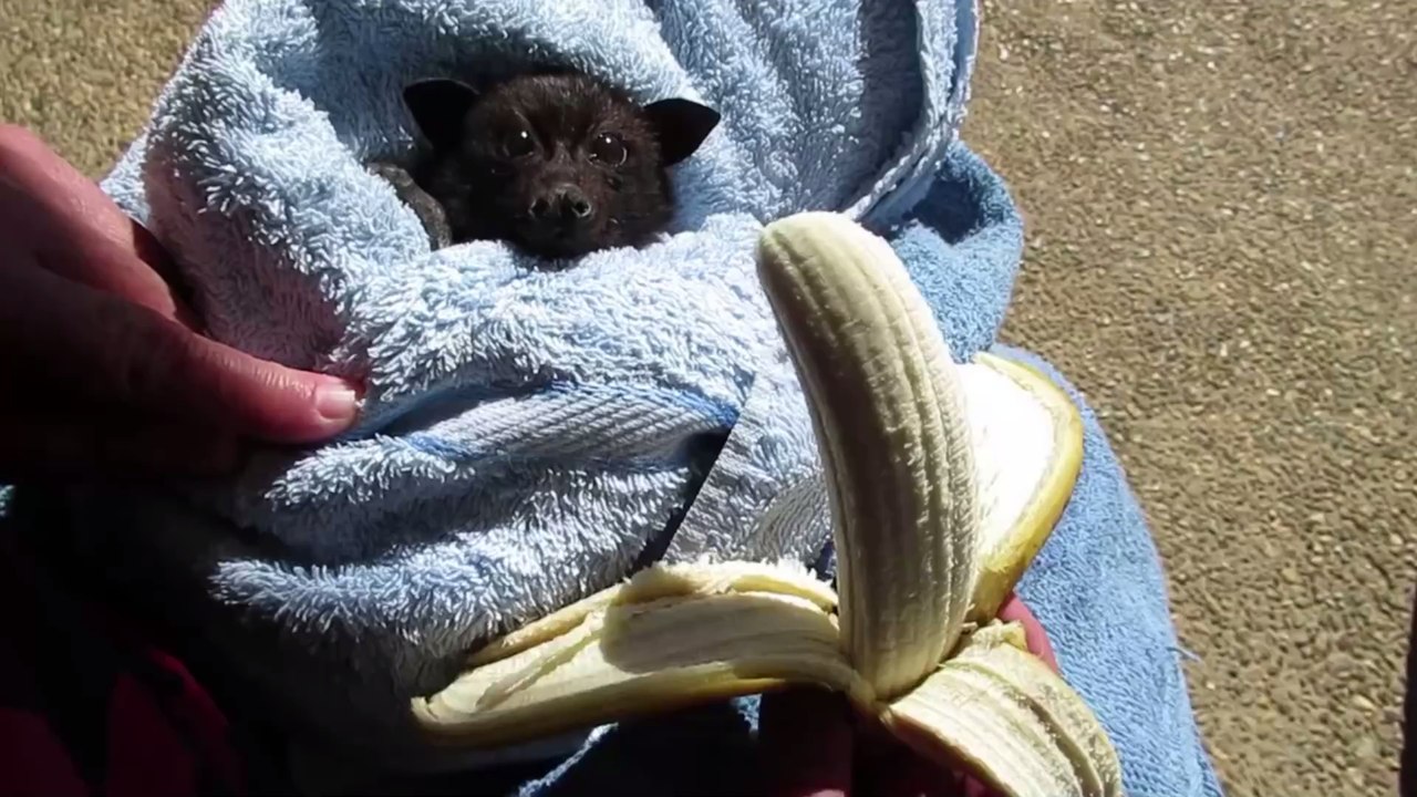 Watch this adorable bat devour a banana video Dailymotion