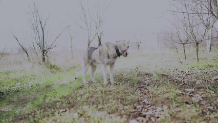 This photo of an almost completely shaved husky is making the Internet smile