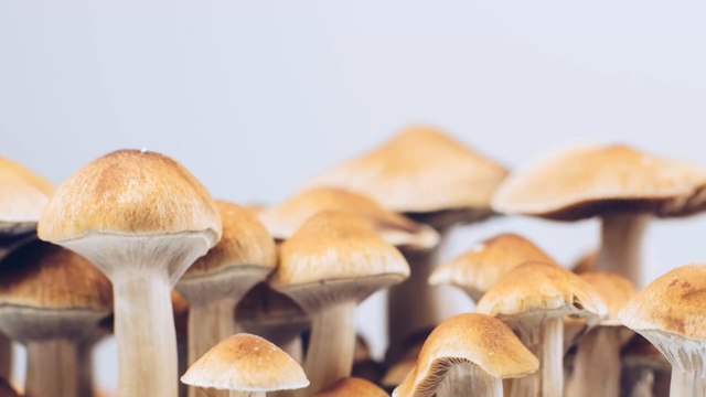 5 must-have mushrooms you need in your skincare routine