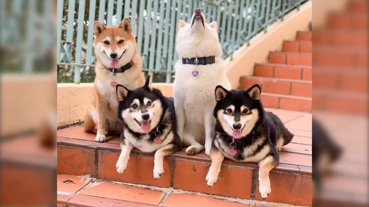 'Unphotogenic' Shiba Inu can't help but ruin group photos