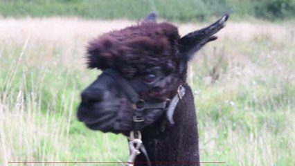 Geronimo’s post mortem results show the alpaca did not have TB, claims owner