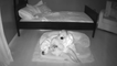 Nanny cam footage captures special bond between a baby and his dog
