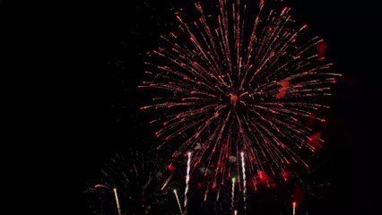 Bonfire Night: Study shows over 2 million dogs set to suffer, so how can we help them?