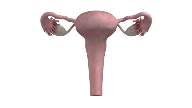 Woman without womb gives birth to two after uterus transplant