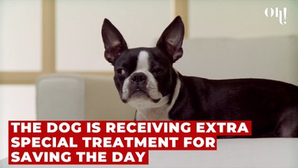 'She started turning blue': Heroic dog saves baby’s life