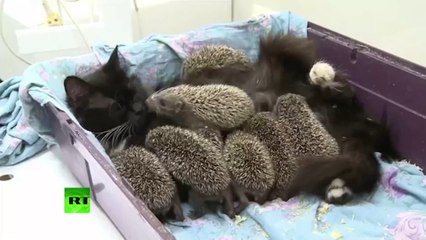 This cat nursed a surprising litter
