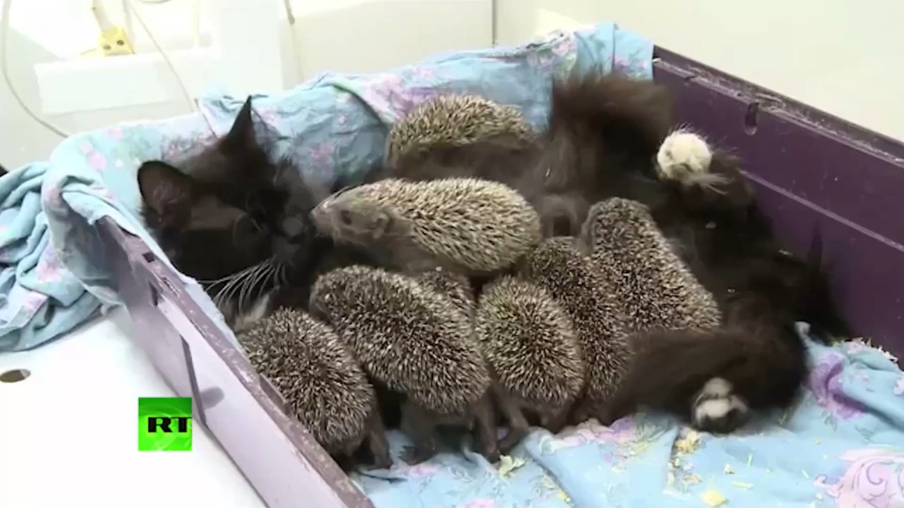 This cat nursed a surprising litter