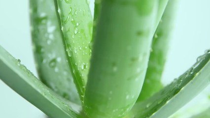 7 things you may not have known about aloe vera