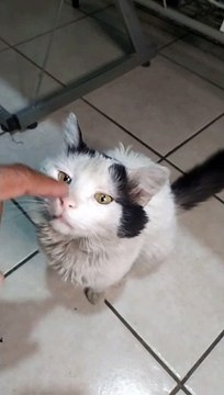 jugando con el gato pernanca en la casa es mi amigo animal mascota es bien pesado jugando pero es bonito