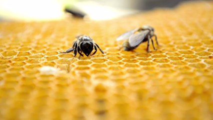 She applied honey to her face for a week and couldn't believe the results