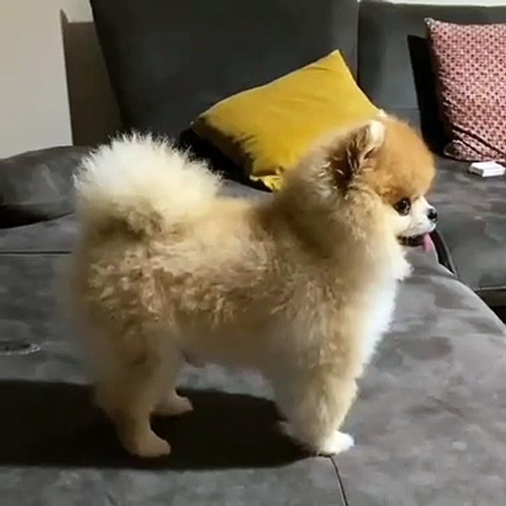 78Cute Dog - #78