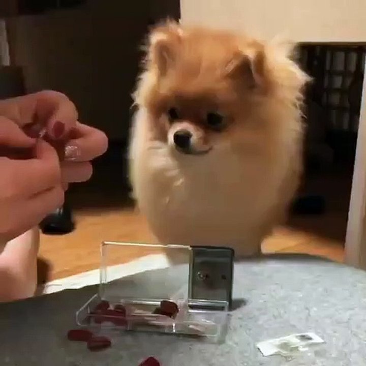 79Cute Dog - #79