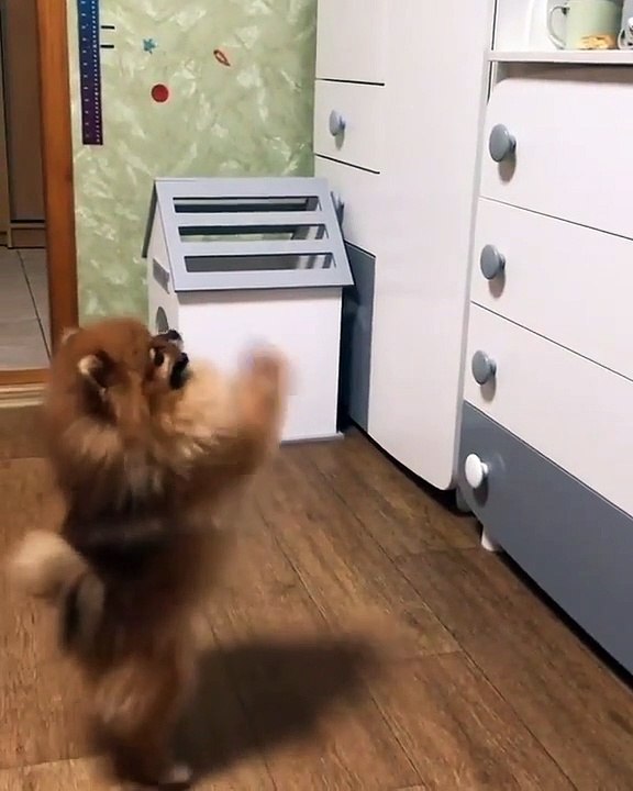 82Cute Dog - #82