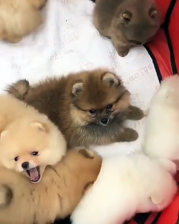 84Cute Dog - #84