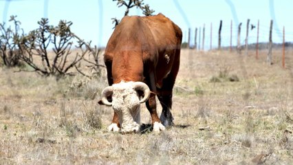 24-hour ambulance service for cows in an Indian state