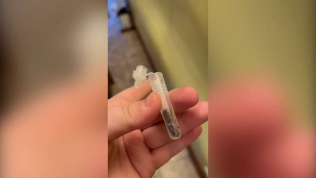 Person horrified to find slug in lateral flow test tube