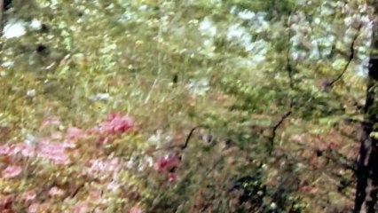 The Road To Freedom Black History & The Civil Rights Movement Part 2