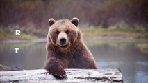 Pyrénées : le chasseur 