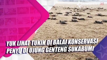 Yuk Lihat Tukik di Balai Konservasi Penyu di Ujung Genteng Sukabumi