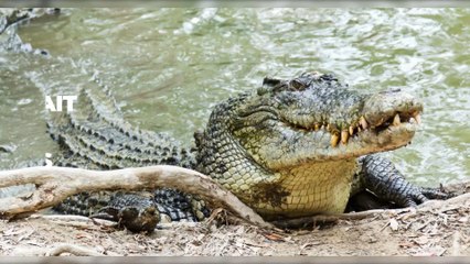 Elle se fait attaquer par un crocodile de 3 mètres, les images choc