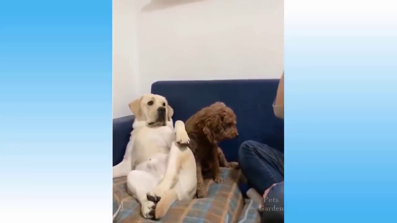 Top Funny Cat Videos Of The Weekly Try Not To Laugh 1