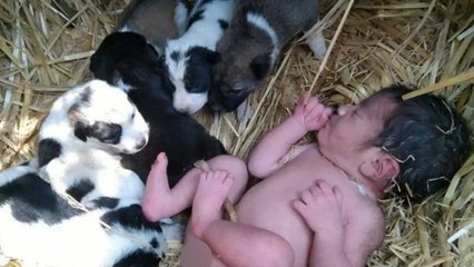 Inde : un bébé abandonné sauvé par des chiots