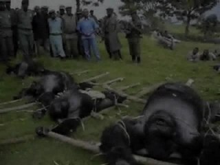 Gorilla Save The Mountain Gorilla