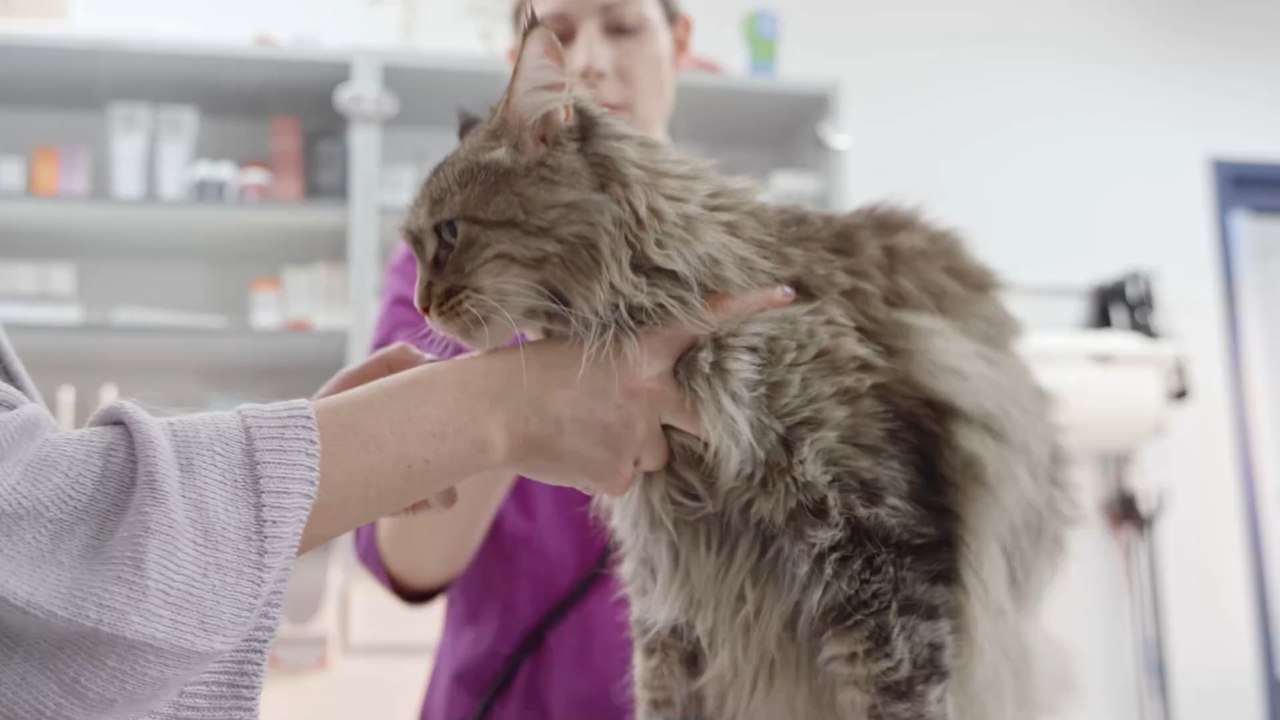 Voici comment bien nettoyer les oreilles de votre chat !