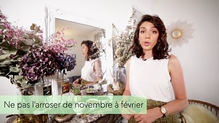 Le journal de la maison - 5 astuces pour entretenir son cactus