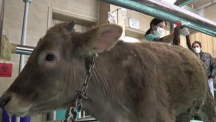 ERÜ Hayvan hastanesi 2021'de 20 bin 500 hasta kabul etti