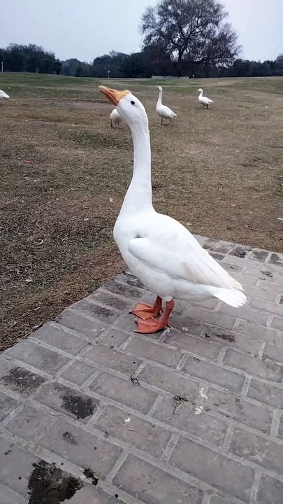 Loud Quacking Sound Video By Kingdom of Awais