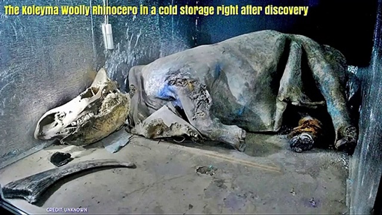 5 Die erstaunlichsten Permafrostfunde aus Sibirien und Alaska Teil2