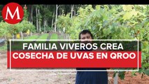 Familia Viveros desafía a la naturaleza y logra el primer viñedo en QRoo