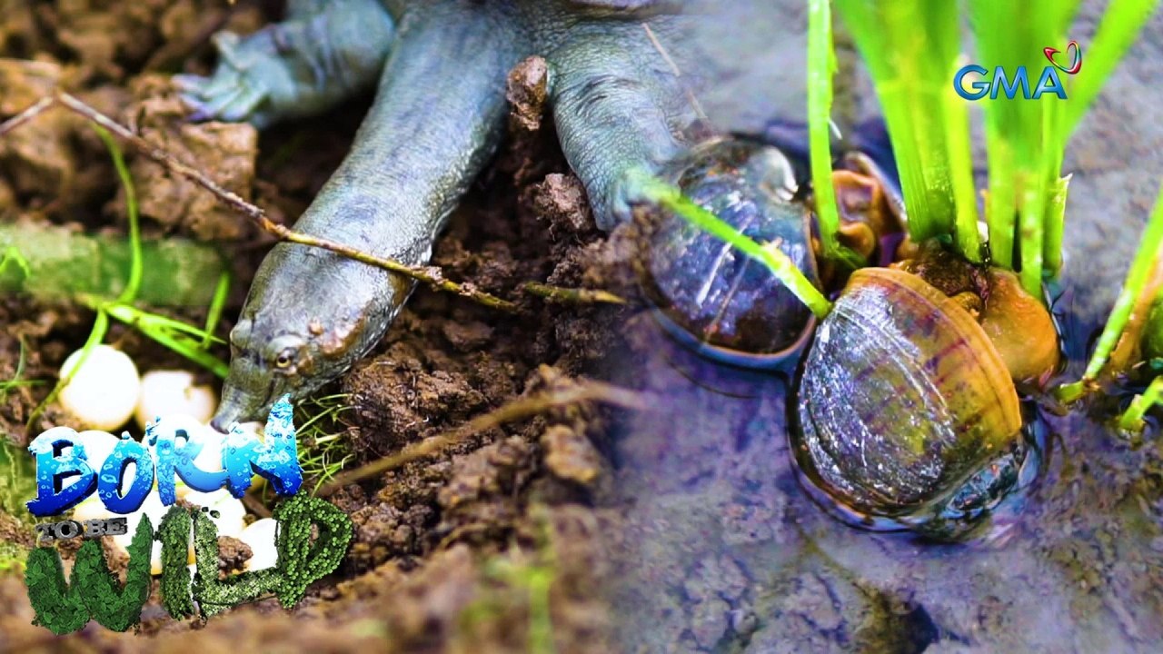 Born to be Wild: Pests in the fields and river