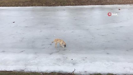 Porsuk Çayı'nda yürüyen köpek ilginç görüntüler oluşturdu