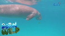 Born to be Wild: Trapped dugongs in Palawan