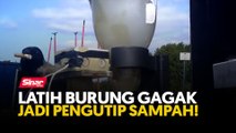 Latih burung gagak jadi pengutip sampah!