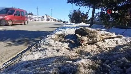 Soğuk havalar yaban hayatını olumsuz etkiliyor! Hayvanlar donarak telef oluyor