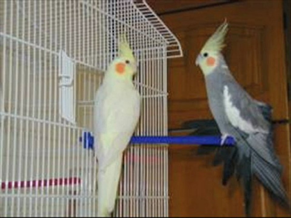 mes animo