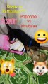 My Cute Dog And Cat