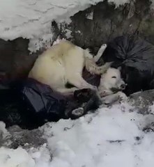 Son dakika: ERZİNCAN'DA BELEDİYENİN ÇÖP ALANINDAKİ ÖLÜ KÖPEKLERLE İLGİLİ SORUŞTURMA