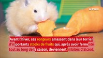 Les hamsters tiennent bien mieux l’alcool que les humains, selon une étude