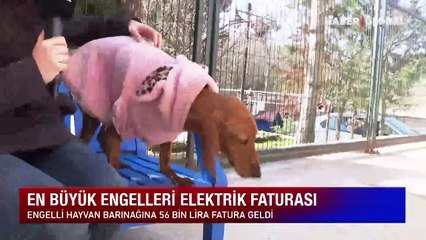 Engelli hayvan barınağına 56 bin lira fatura geldi