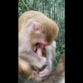 AWW SO CUTE Cutest baby animals Videos Compilation Cute moment of the Animals - Cutest Animals